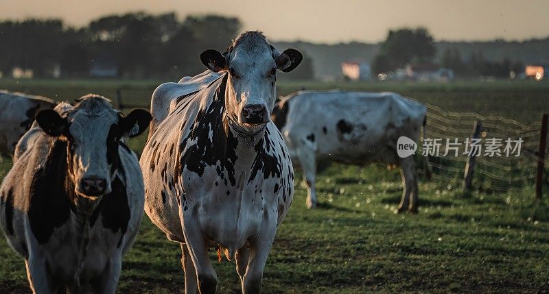 Les vaches au champs